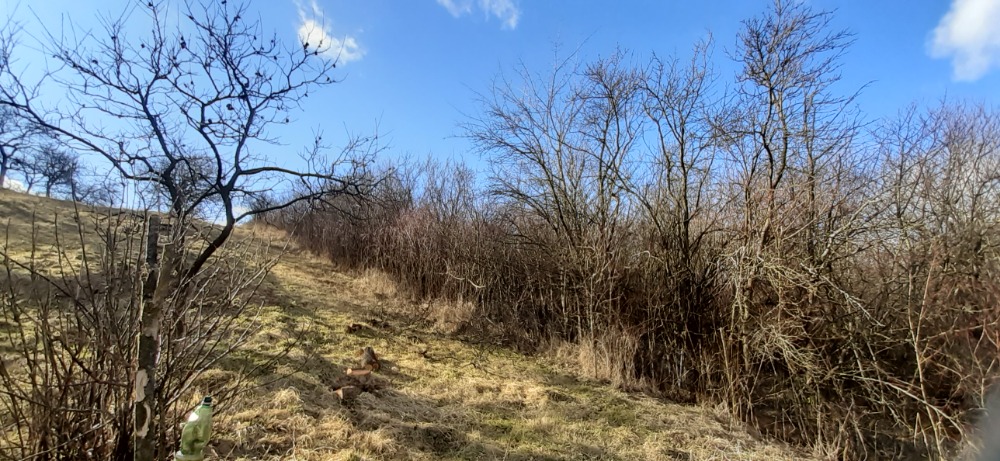 Zahrada, sad, vinice - 300m od obce Židlochovice